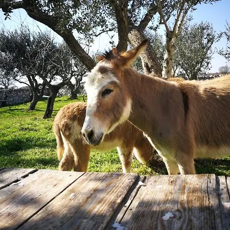 Masseria La Gatta Matta Vakantieboerderij Noci