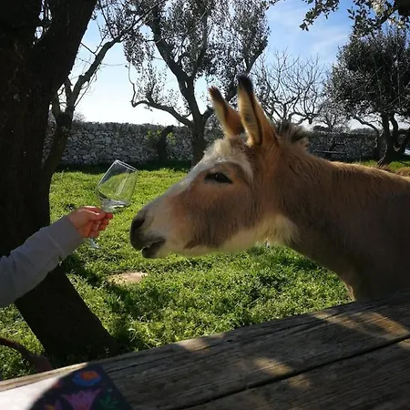 Masseria La Gatta Matta Farm stay *