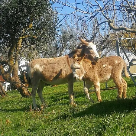 Masseria La Gatta Matta *