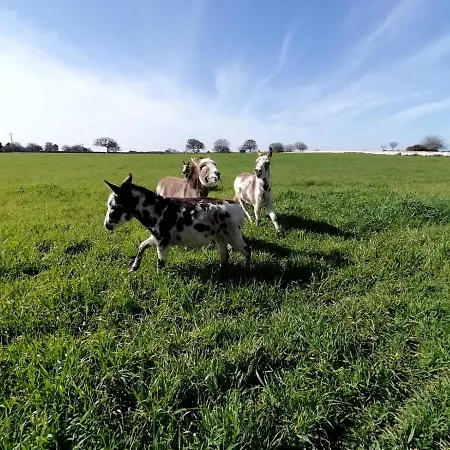 Masseria La Gatta Matta Farm stay *