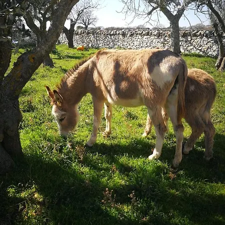 Masseria La Gatta Matta * Noci