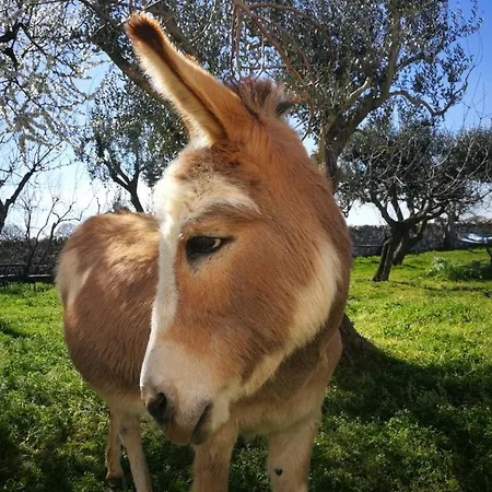 Masseria La Gatta Matta *