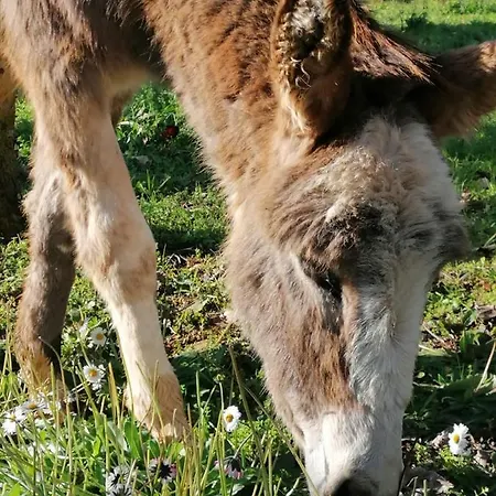 Masseria La Gatta Matta Farm stay Noci