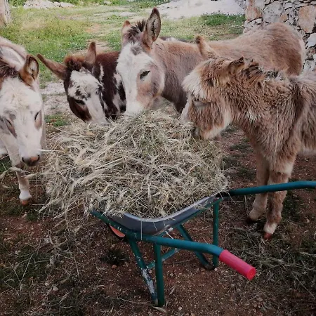 Farm stay Masseria La Gatta Matta