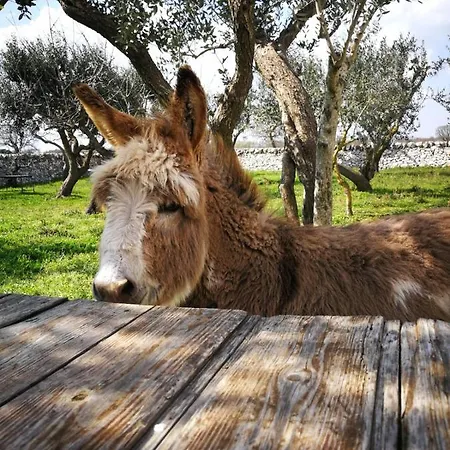 Masseria La Gatta Matta * Noci